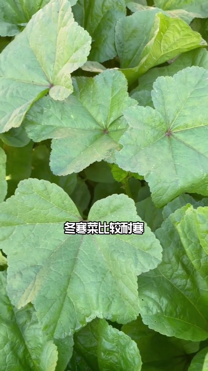 冬寒菜你种了吗?新农村计划2022 田园生活 我的小菜园 蔬菜种子