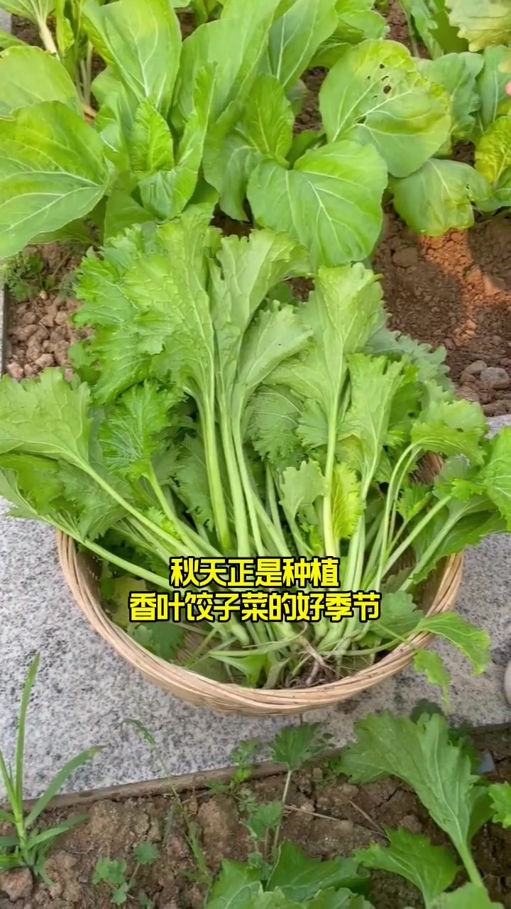 香叶芥菜包饺子特别好吃,它耐寒,你也试试吧 新农村计划2022 田园生活 我的小菜园 蔬菜