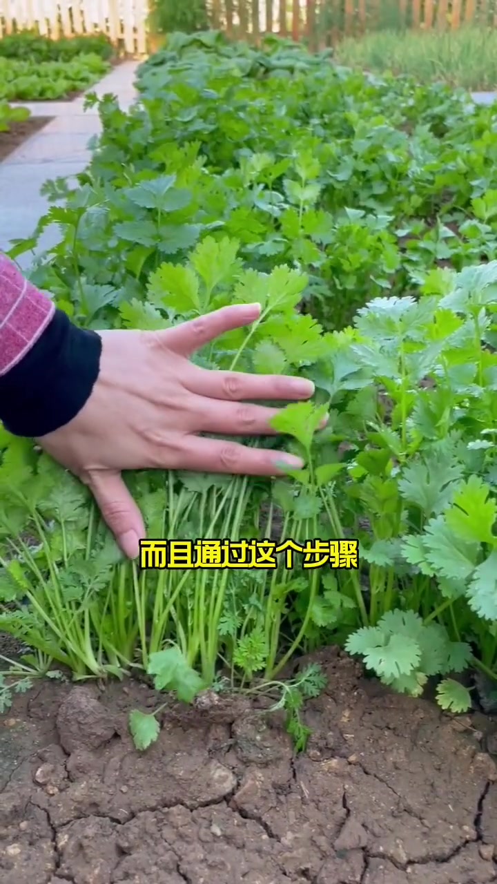 耐寒香菜这样种,出苗快,长得壮,清香脆嫩 新农村计划2022 田园生活 蔬菜种子 种植小技