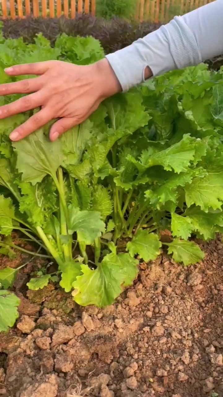 好吃不过饺子,这种饺子菜您种过吗?新农村计划2022 我的小菜园 田园生活 蔬菜种子