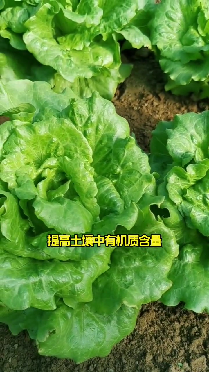 种菜用什么肥料