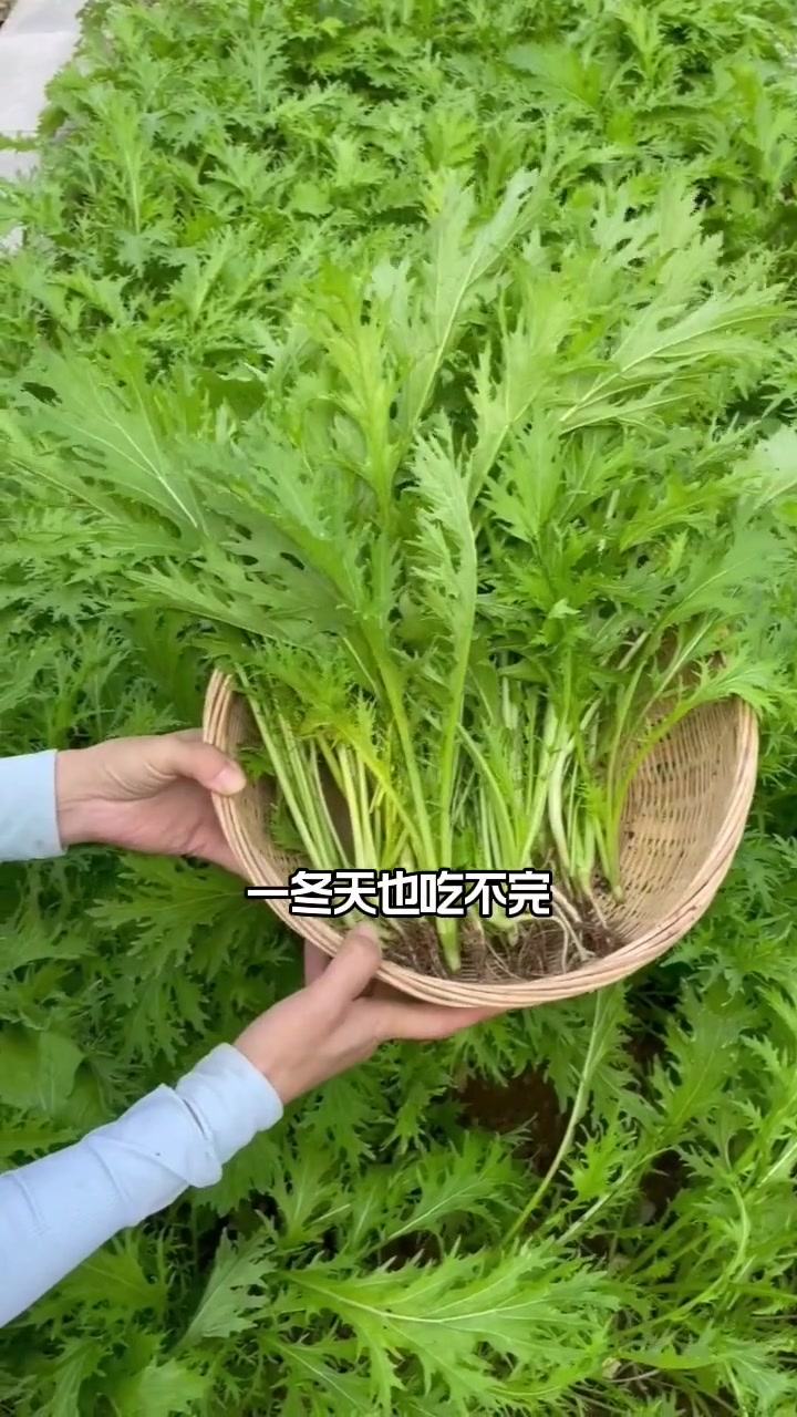 秋天种了它,一冬天有菜吃 我的小菜园 新农村计划2022 田园生活 蔬菜种子 种菜