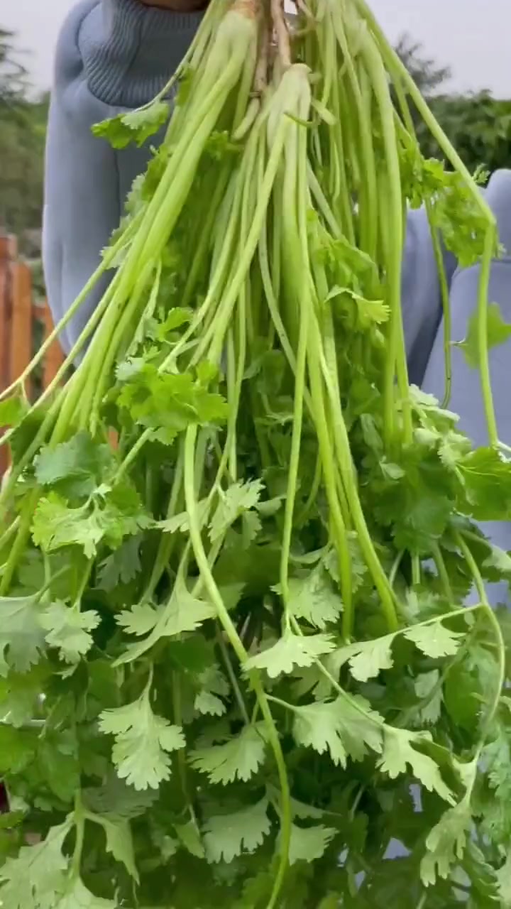 香菜这样种,发芽快出苗齐 我的小菜园 新农村计划2022 田园生活 种菜 香菜