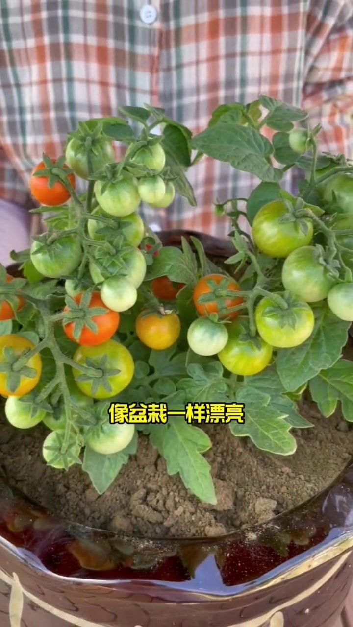 阳台盆栽一些蔬菜吧,好吃又好看 新农村计划2022 田园生活 我的小菜园 种菜 蔬菜种子