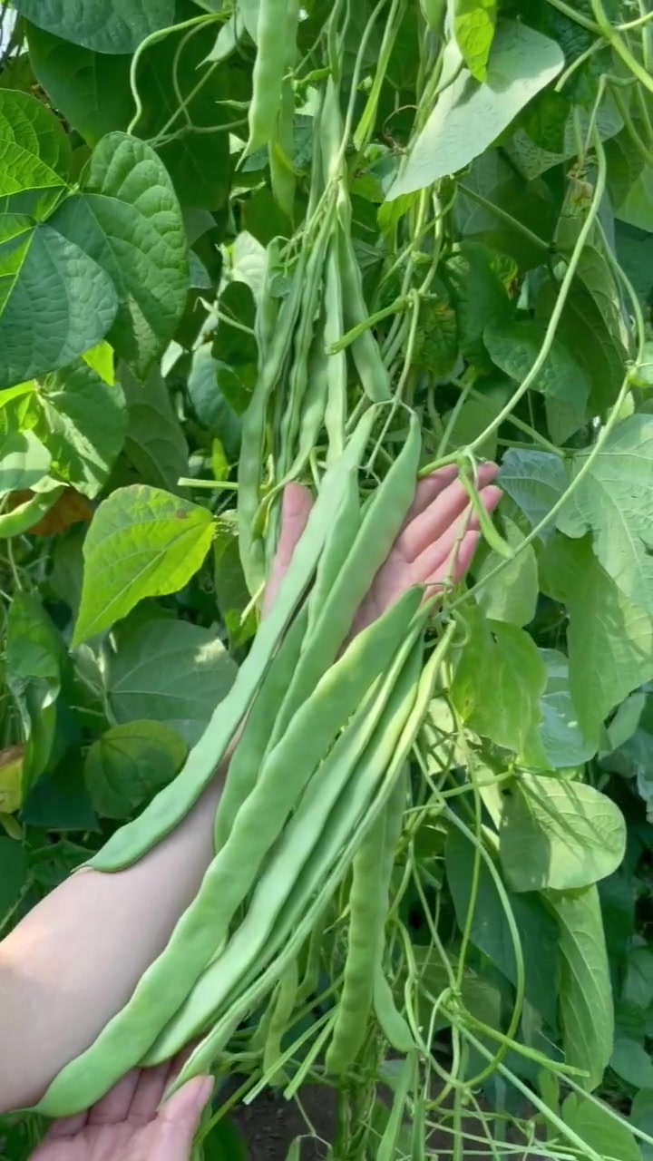 种菜季节对,蔬菜长得好,产量高,口感好 田园生活 新农村计划2022 我的小菜园 种菜 蔬