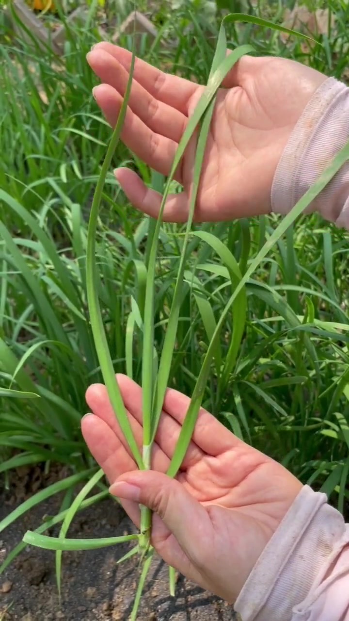 给大家汇总了一些多年生蔬菜品种,这些蔬菜种一次吃好几年 我的小菜园 新农村计划2022 田