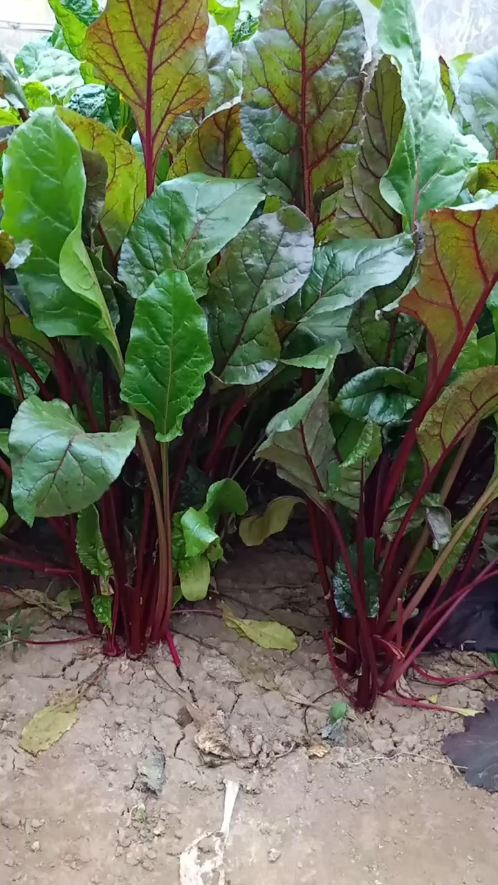 我爱种菜 红叶甜菜掰叶子吃,越掰越长,种几棵能吃一年