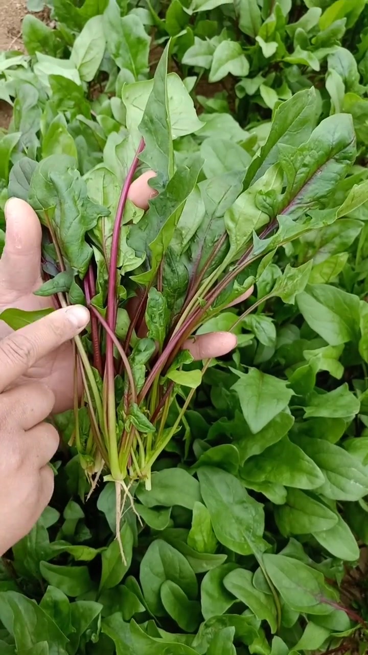 我爱种菜 我种的紫菠菜,花青素含量高,它虽然稀少,但不是转基因