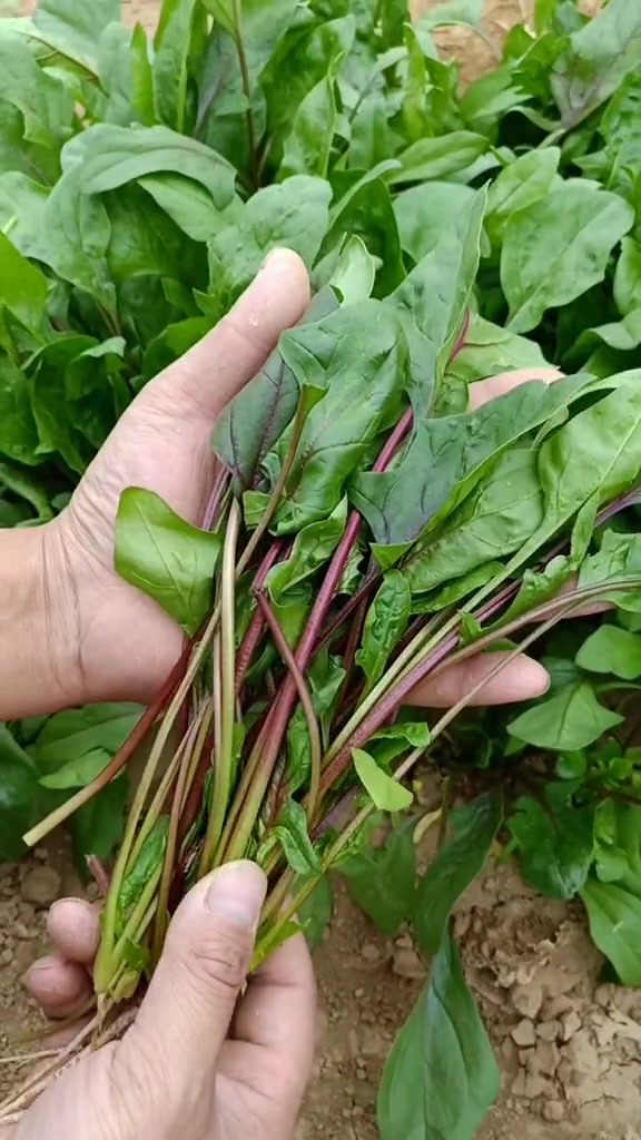 紫色菠菜您吃过吗?比绿色菠菜营养更丰富,种植过程简单,现在种一直吃到冬天