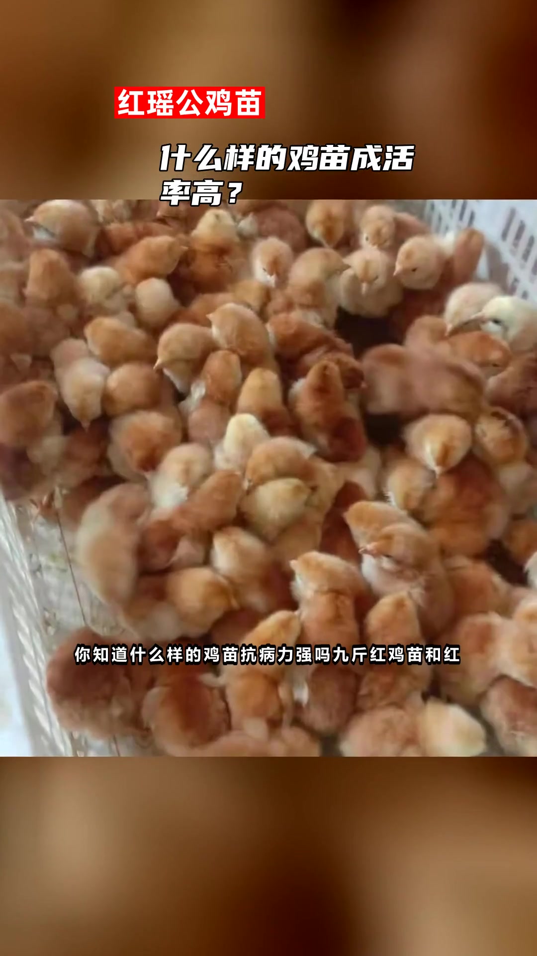 什么样的鸡苗成活率高?