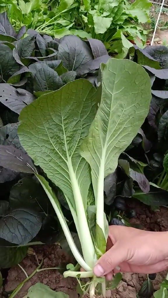 紫叶小白菜,含有更多花青素,自己种更健康