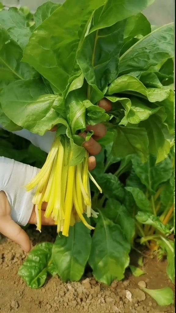 农业新科技 这种蔬菜越采收长得越多,南方可以过冬,现在正是种植的好时候
