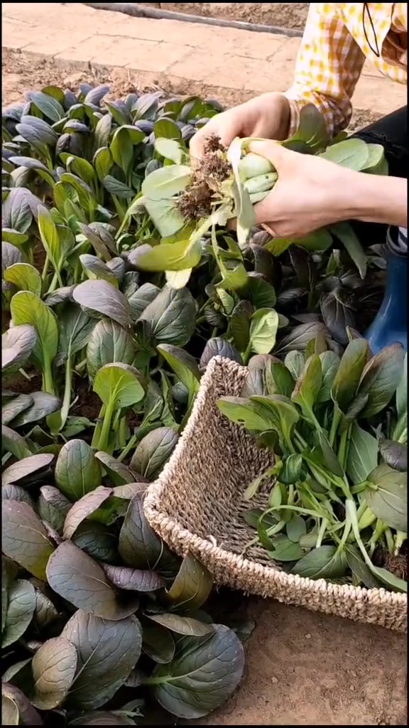 紫色小油菜20多天采收,富含花青素,鲜嫩好吃,不是转基因,放心种吧