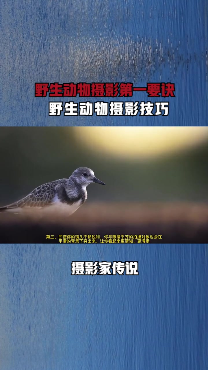野生动物摄影第一要诀-野生动物摄影技巧 野生鸟类摄影 鸟类摄影 保护鸟类 野生动物
