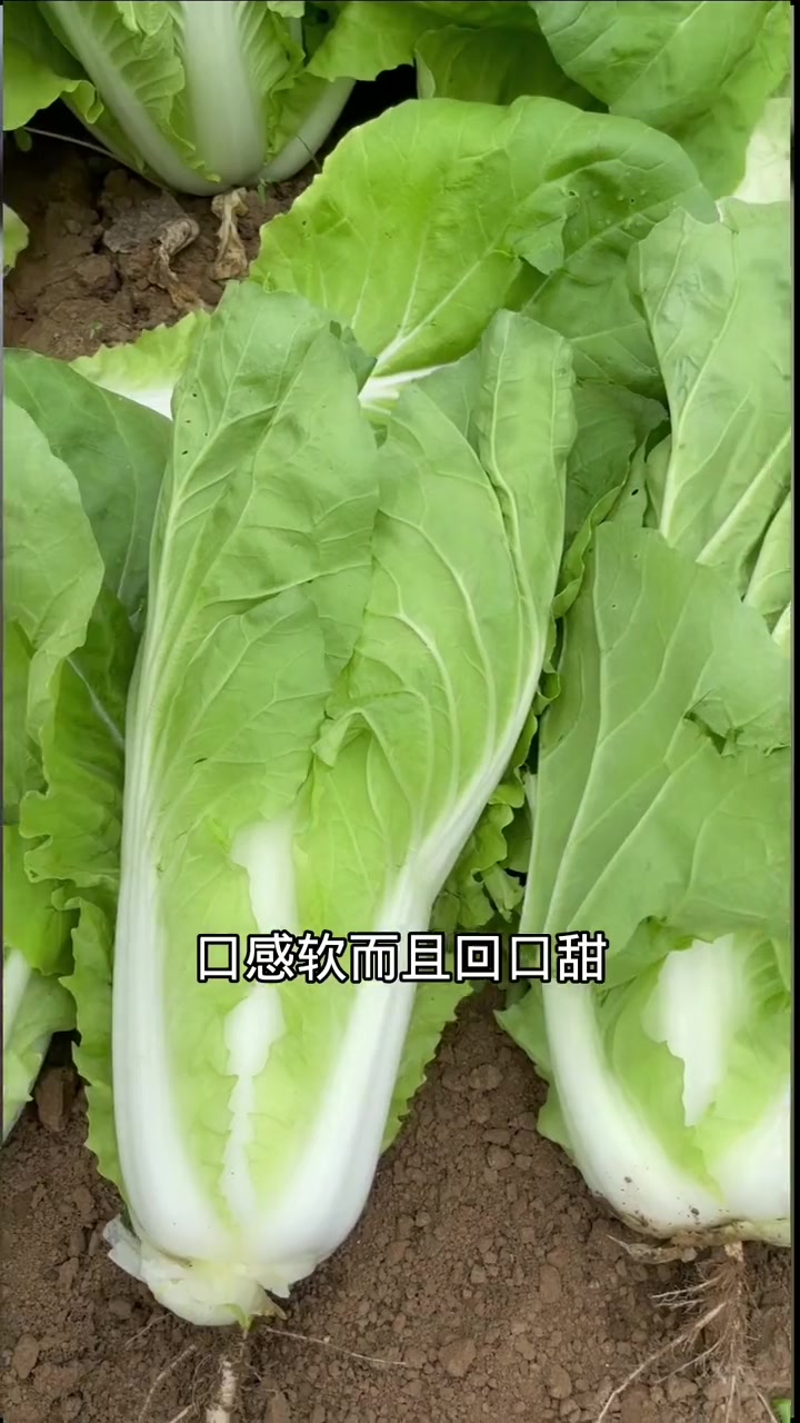 快菜是白菜的一个品种,不过它可比白菜好吃多了,而且生长速度特别快,28天采收,现在正是种植