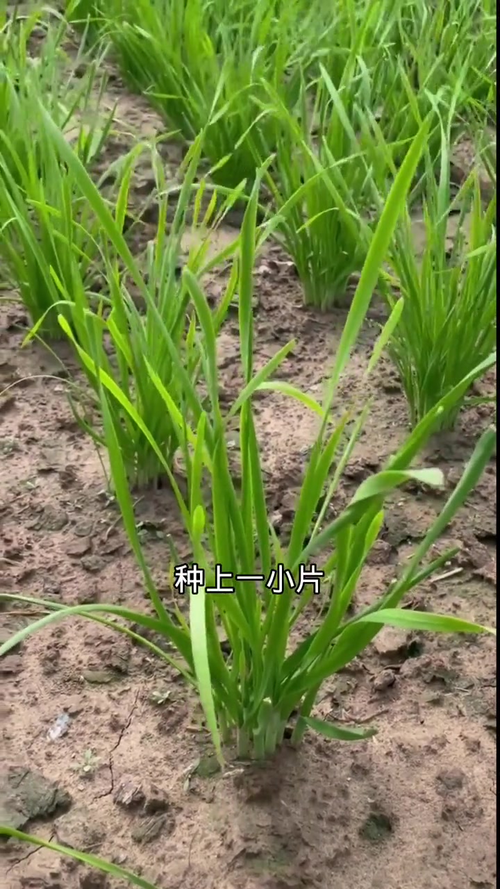 这些是多年生蔬菜,种一次吃好几年,直播间还有更多介绍 新农人计划2021