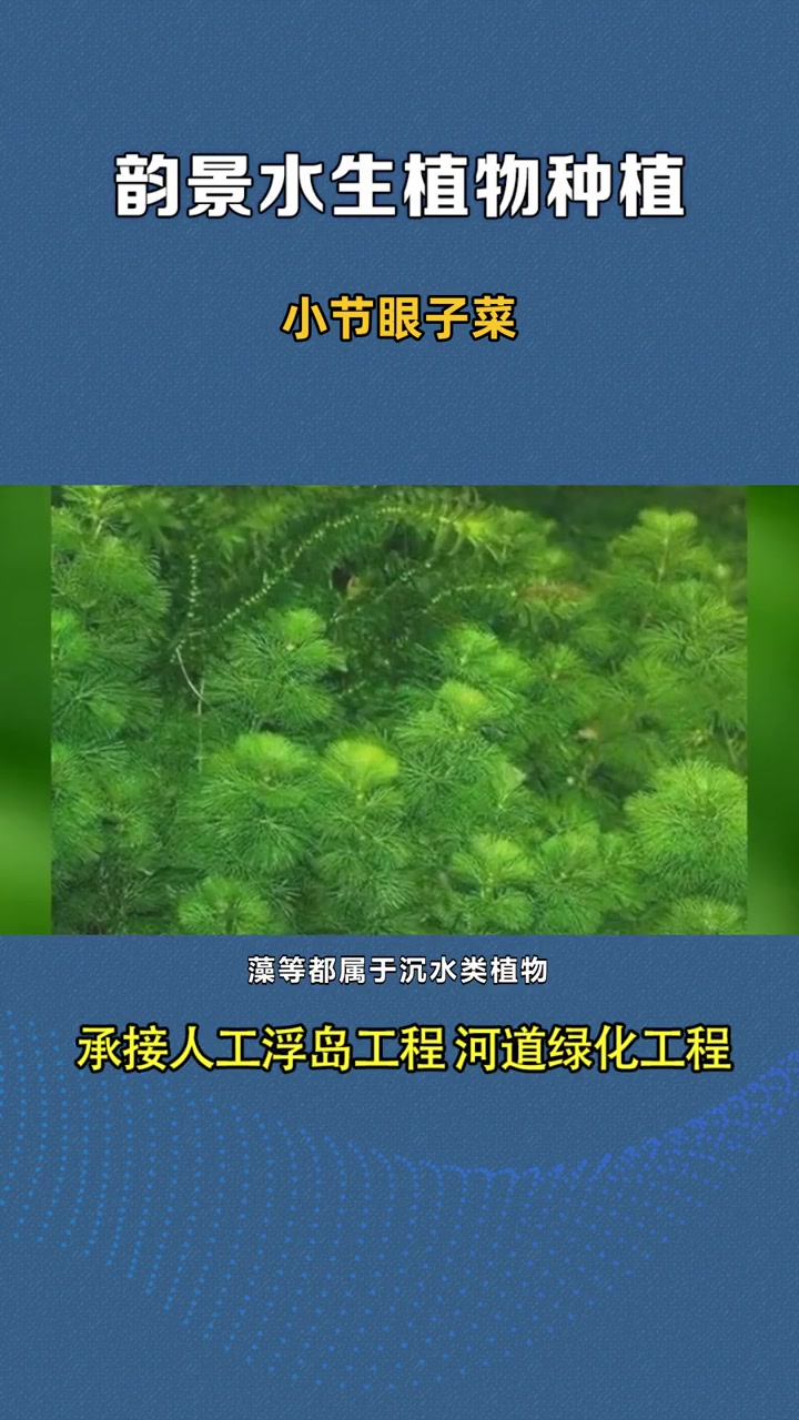 常绿矮生苦草 小节眼子菜 微齿眼子草