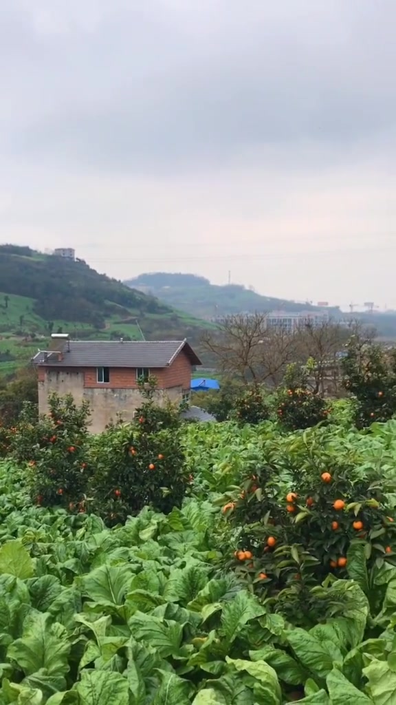 第108集|榨菜之乡-涪陵(Fu Ling)。满山遍野都是青菜头(做榨菜的)。你们那里冬天