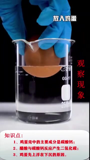 神奇的化学:会跳舞的鸡蛋(醋酸与碳酸钙反应)