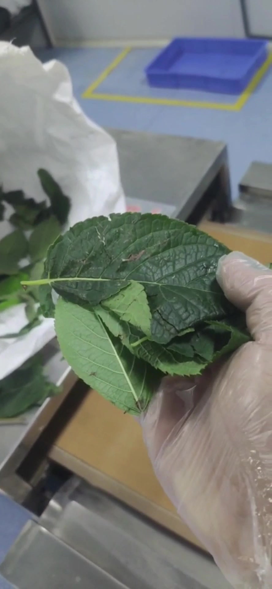 怎么选购茶叶杀青机种类