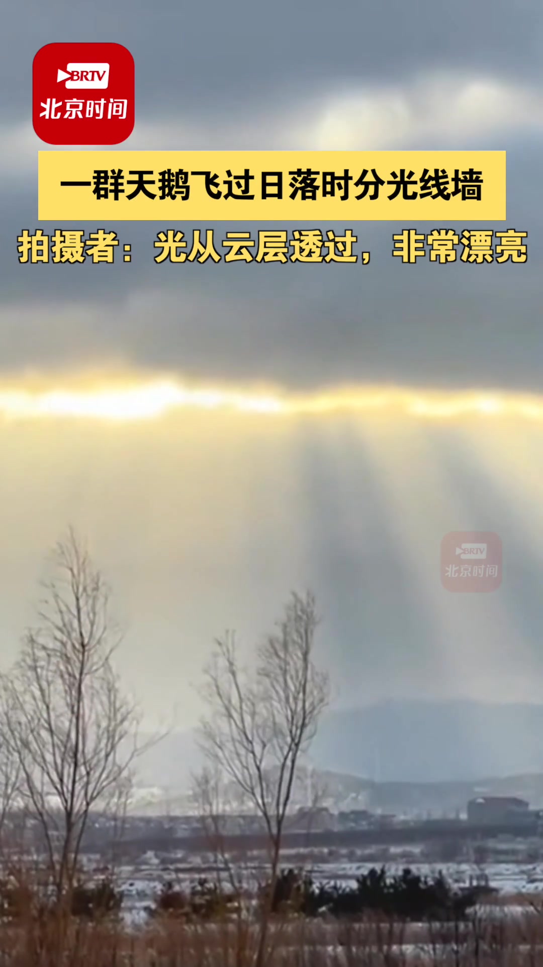 12月24日,山东威海 一群天鹅飞过日落时分光线墙 拍摄者:光从云层透过,非常漂亮