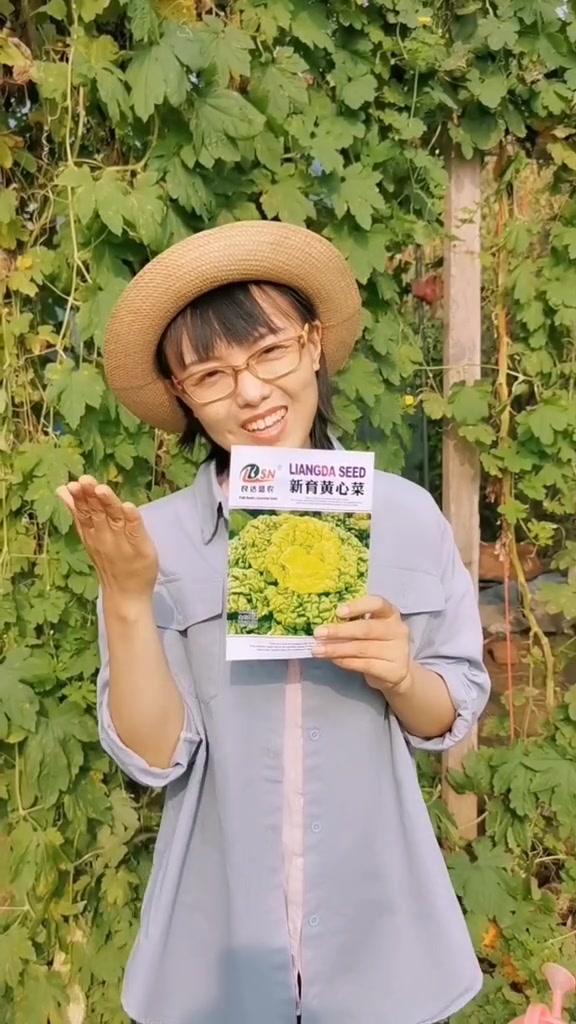 收获的季节 我的乡村生活 黄心菜特别耐寒,叶片肥厚鲜嫩,非常好吃,零下十度也冻不死,你也种