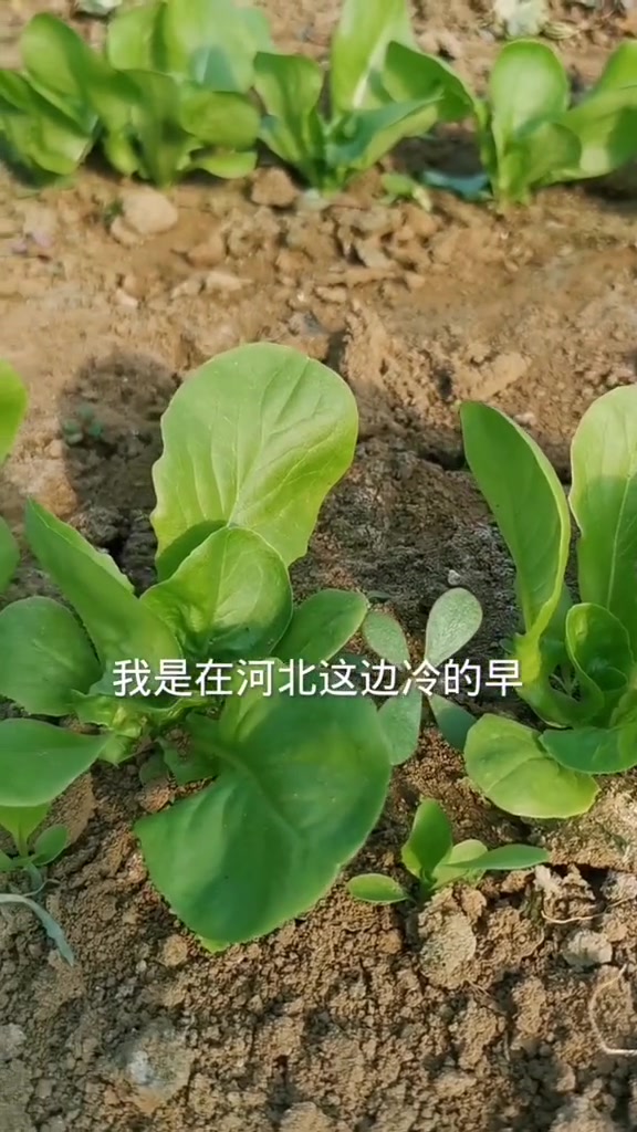 秋季也是种菜的好时候,看看这些蔬菜你种了没有
