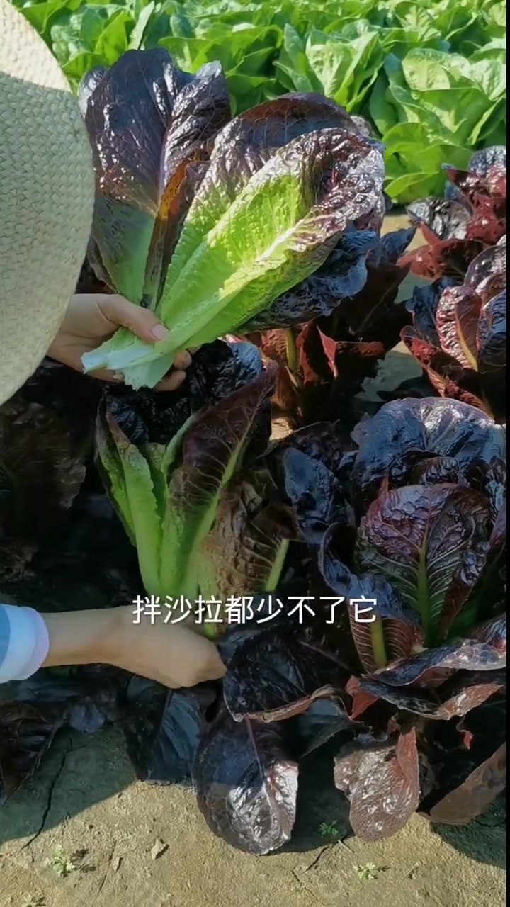 一棵紫罗马生菜长脸盆那么大,够吃好几顿了,肥美脆嫩,口感清香,你也种一些吧!