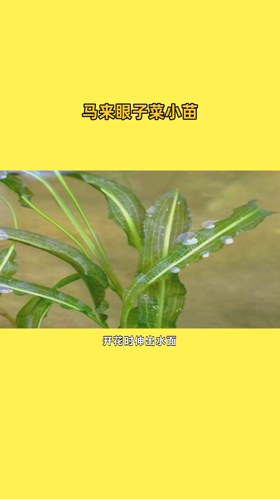 眼子菜优势