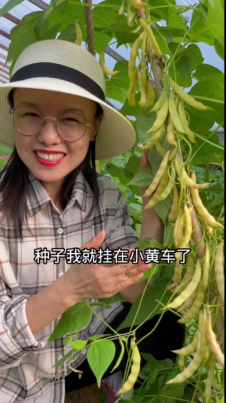 这个黄金沟豆角不仅豆角好吃,里面的豆子更好吃