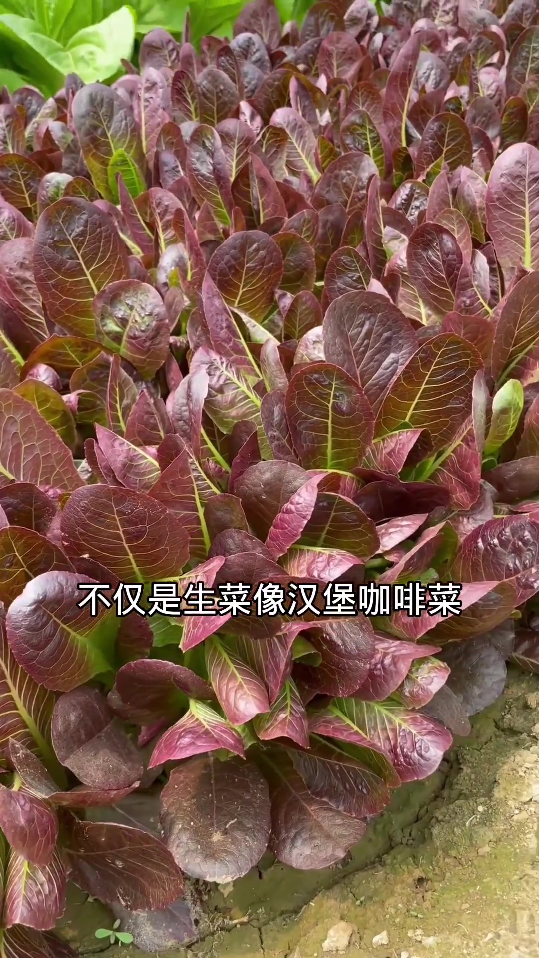 生菜您别拔着吃啦,像这样掰外层叶子,可以生生不息