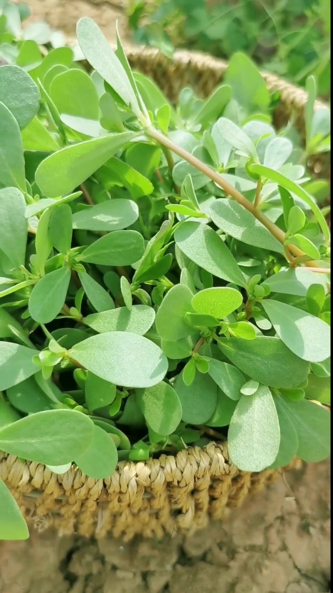 好吃的野菜有哪些?看看你爱吃吗?我的小菜园 田园生活 我的乡村生活 三农