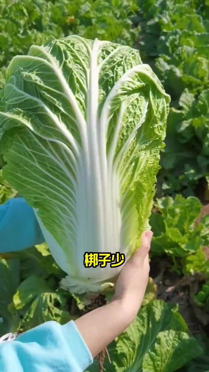 各种大白菜品种介绍，看您喜欢哪个品种 种菜 田园生活 我的小菜园