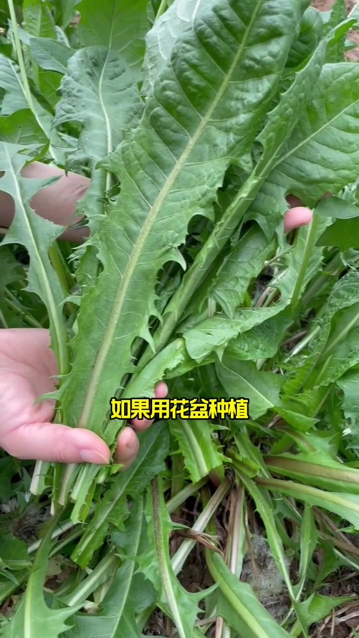 给大家分享一些多年生蔬菜品种,种一次吃多年 田园生活 我的小菜园 新农村计划2022 蔬菜