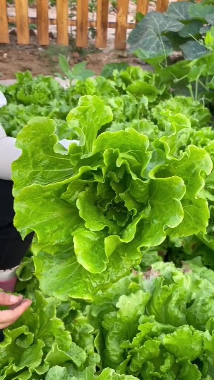 意大利生菜的详细种植方法 我的小菜园 田园生活 种菜 蔬菜种植 家庭种植