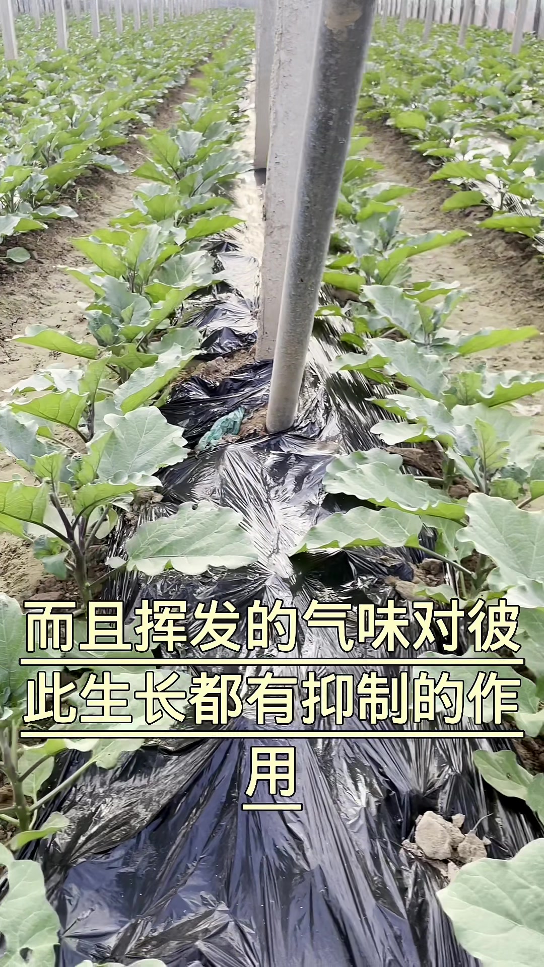 不能种在一起的冤家蔬菜