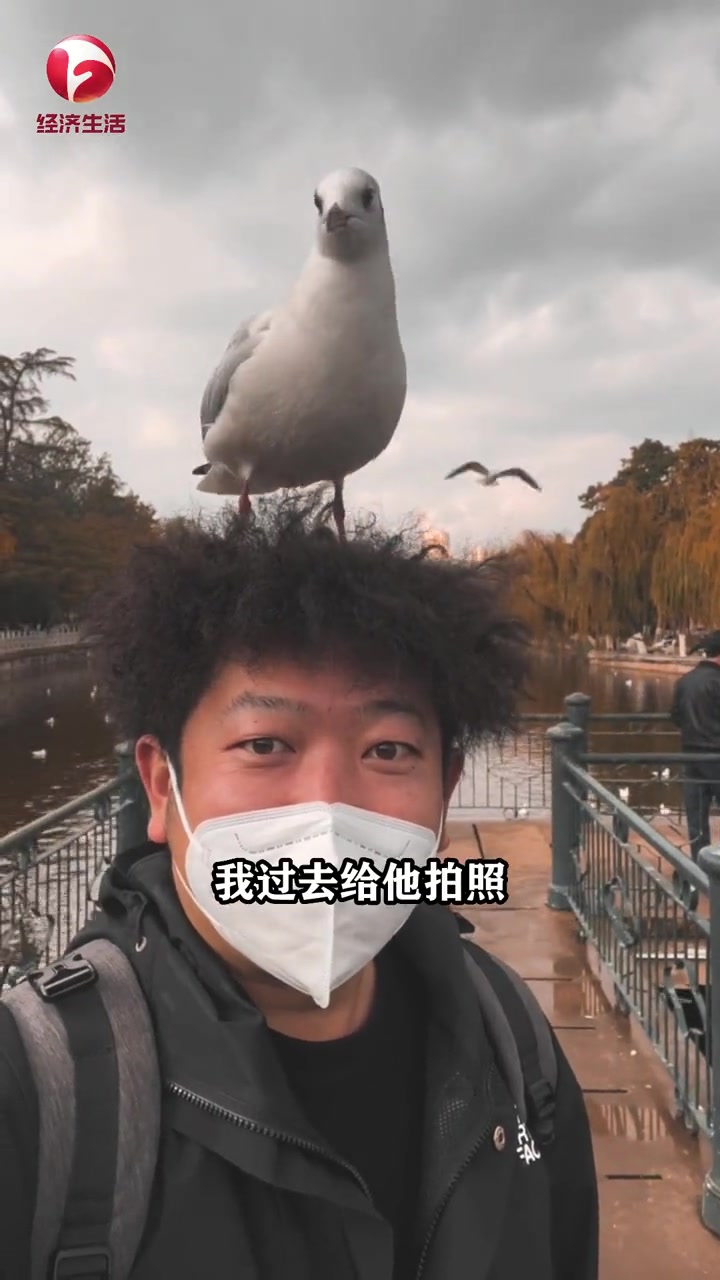 12月24日,云南昆明。男子去看海鸥反被“相中”,蹲小伙头上长达30多秒。海鸥 万物皆有灵