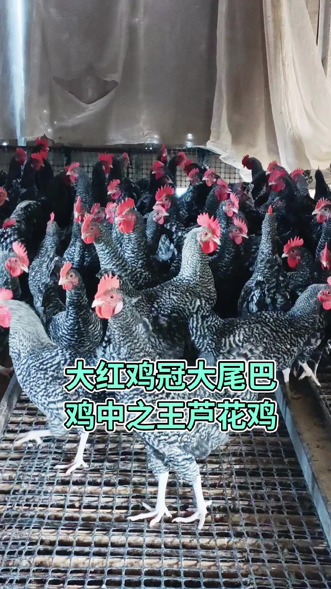 大红鸡冠大尾巴,鸡中之王芦花鸡