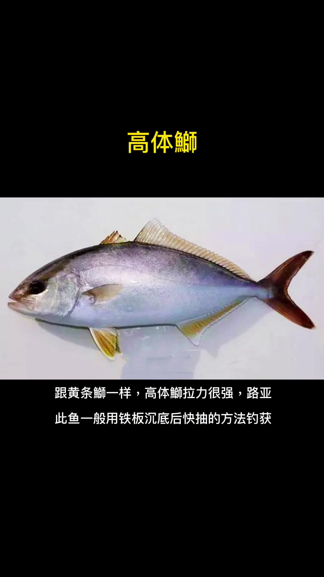 第26集|每天介绍一种路亚对象鱼之高体鰤。鲹科鰤属的鱼拉力都很强。海钓 路亚 海水路亚鱼种