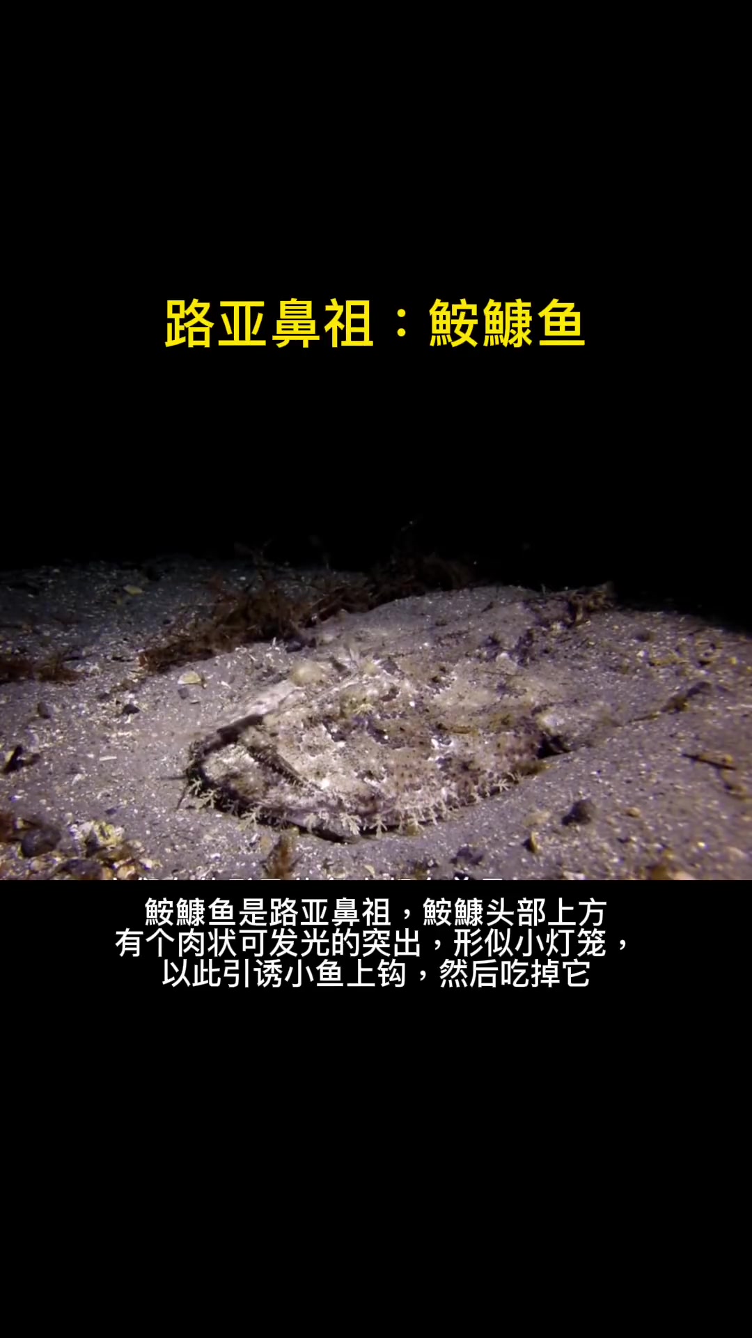 第23集｜每天介绍一种路亚对象鱼之鮟鱇鱼。路亚届的鼻祖非它莫属。海水路亚鱼种 鱼类品种 海