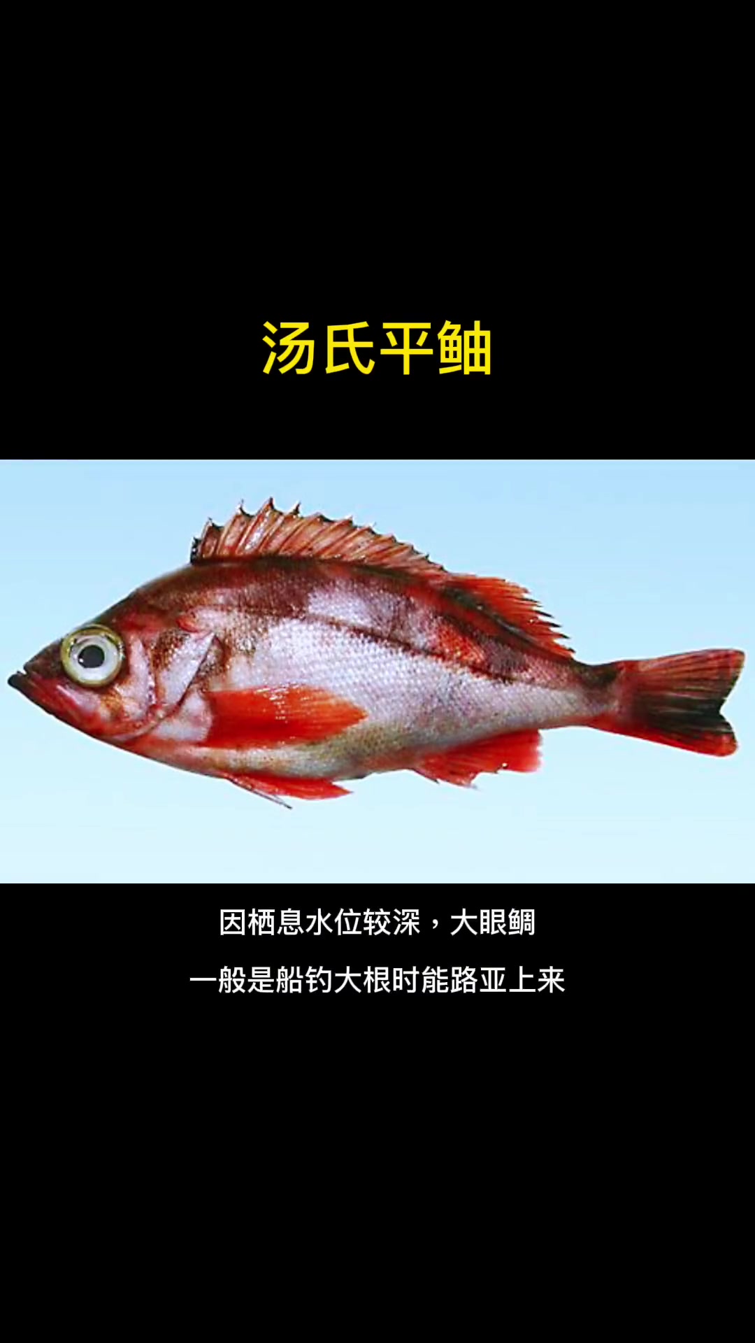 第22集|每天介绍一种路亚对象鱼之汤氏平鲉。大家新年快乐,虎虎生威。海水路亚鱼种 鱼类品种