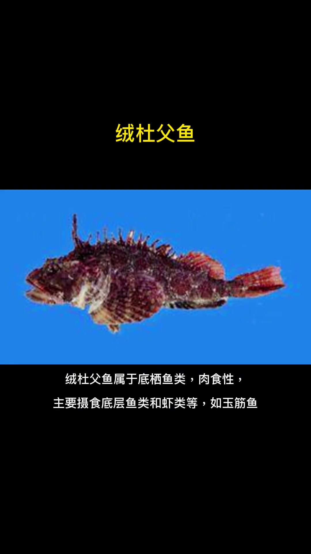 第27集|每天介绍一种路亚对象鱼之绒杜父鱼。长的虽然委婉了点,但肉是真的鲜美 路亚 海水路