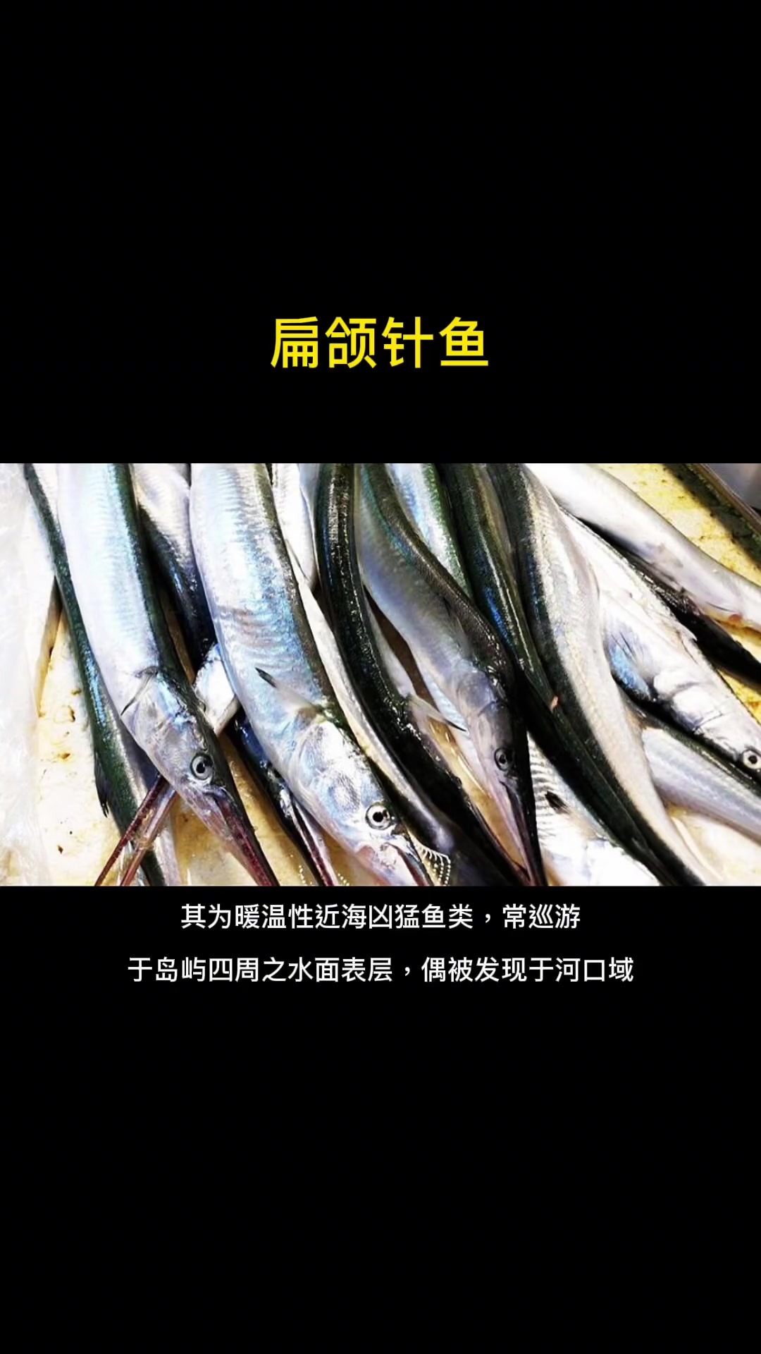 第19集|每天介绍一种路亚对象鱼之扁颌针鱼。水面系的饵对付灌青鱼效果非常不错的。鱼类品种 