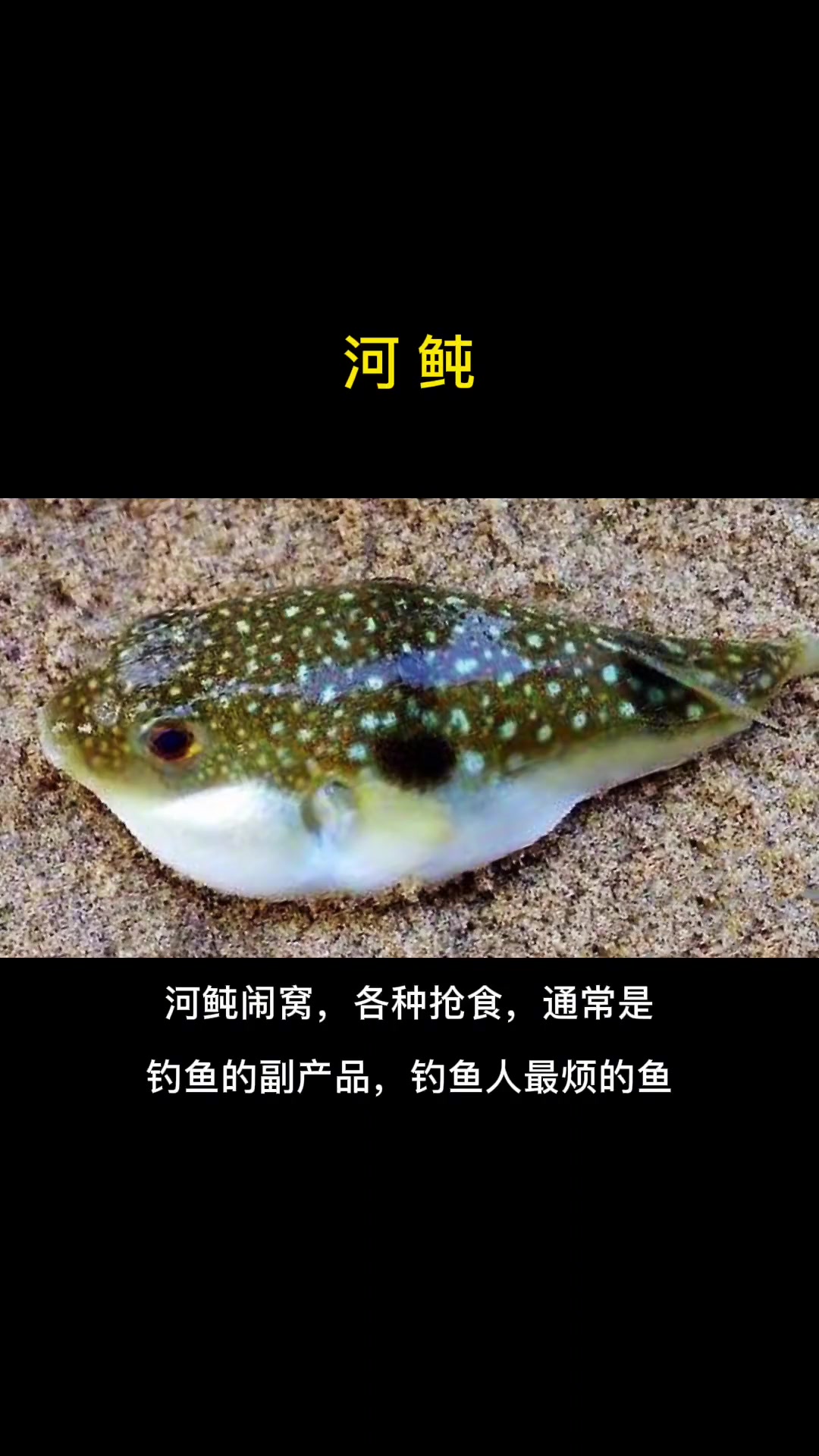 第18集|每天介绍一种路亚对象鱼之河鲀。有毒但很美味的鱼。海水路亚鱼种 路亚 海洋鱼类科普