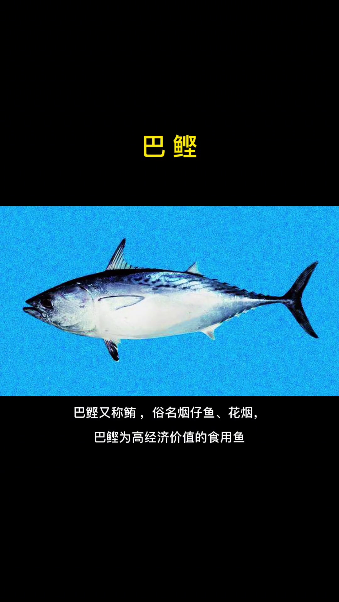 第21集|每天介绍一种路亚对象鱼之巴鲣。虽然味道一般,但拉力杠杠滴。路亚 海钓 海水路亚鱼