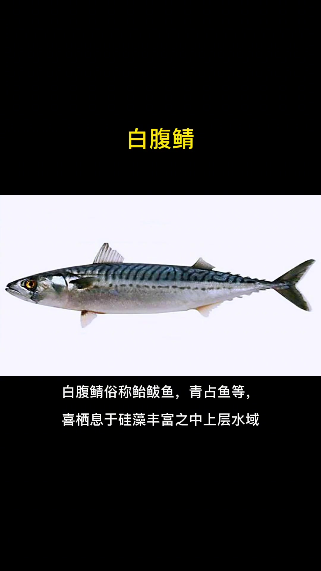 第10集|每天介绍一种路亚对象鱼之白腹鲭。长的跟鲅鱼很像的鱼,肉质比鲅鱼差了不是一点。鲐鲅