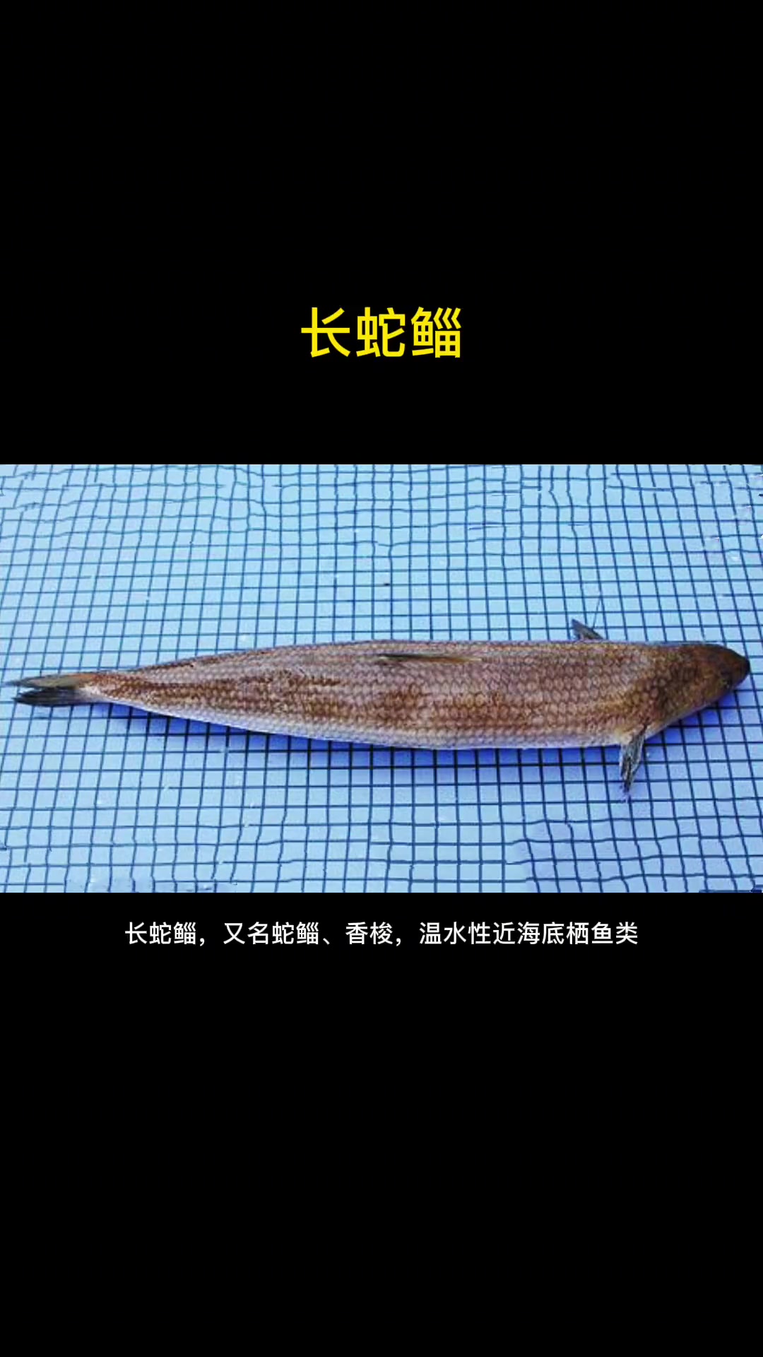 第16集|每天介绍一种路亚对象鱼之长蛇鲻。海水路亚鱼种 路亚 海钓 海洋鱼类科普