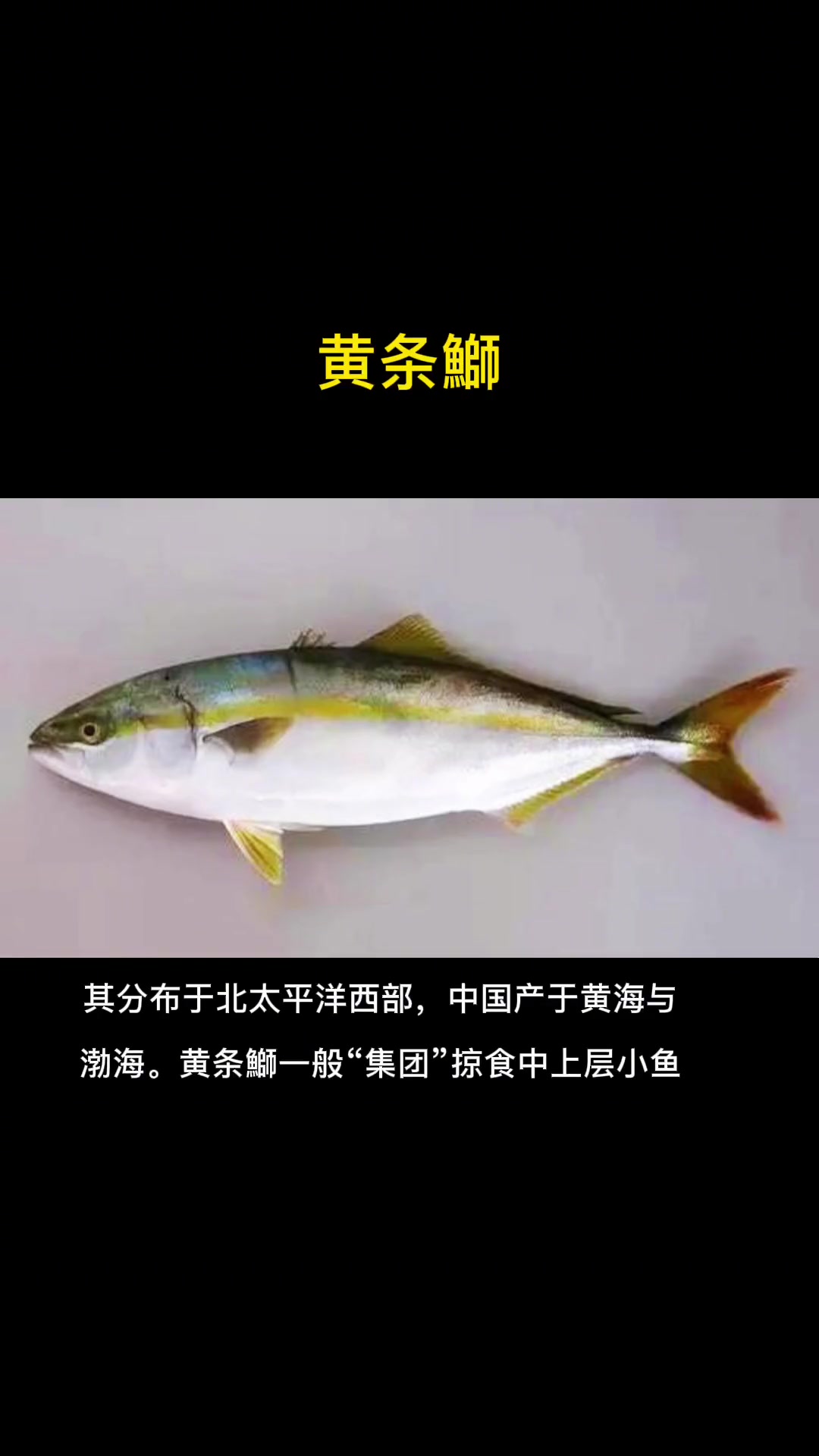 第12集|每天介绍一种路亚对象鱼之黄条鰤。这鱼刺身绝了。黄条鰤 黄尾鰤 黄犍牛 黄鲣子 平