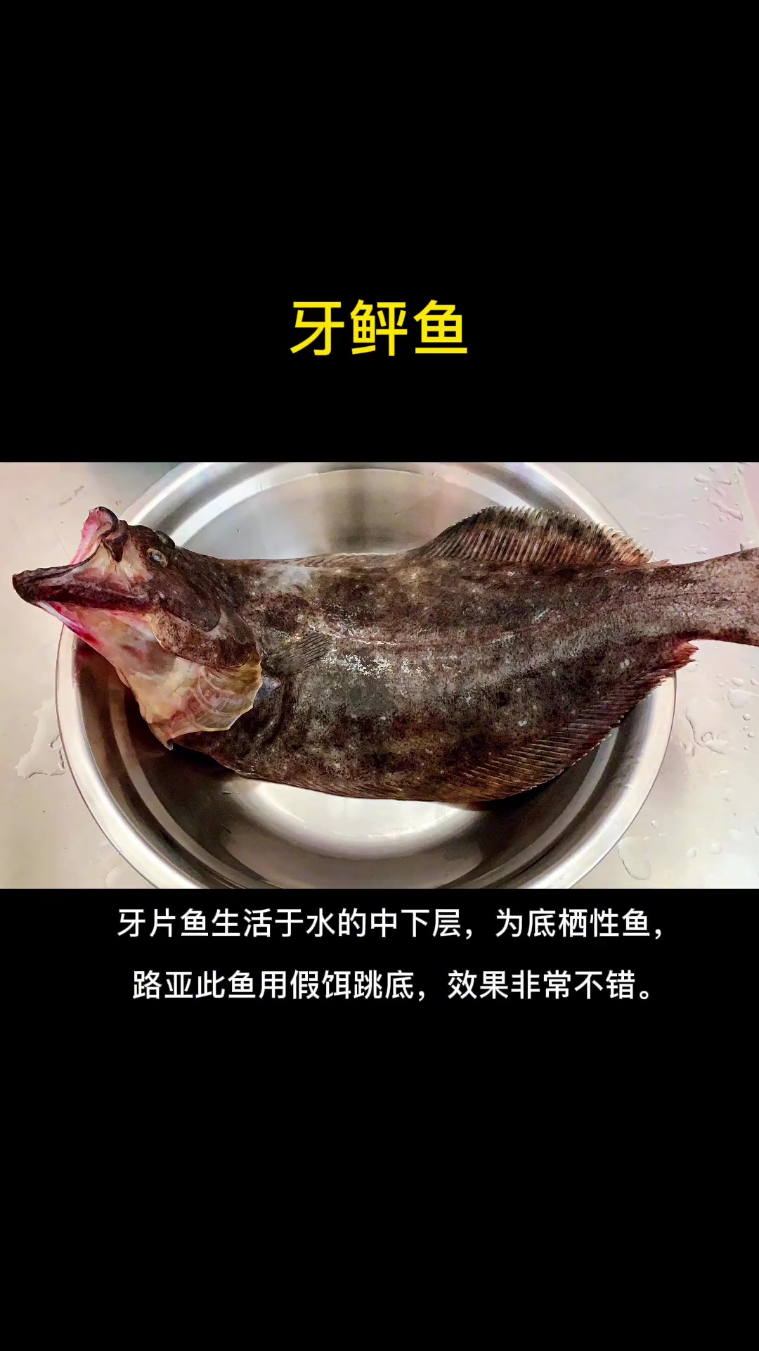 第5集|每天介绍一种路亚对象鱼之牙鲆鱼。海钓 路亚 海水路亚鱼种 海洋生物科普 根钓