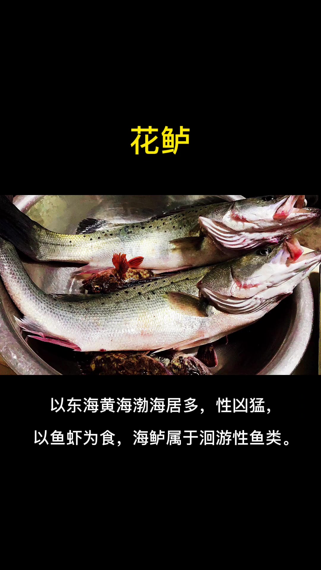 第1集|每天介绍一种路亚对象鱼之花鲈。路亚 海水路亚 海洋鱼类科普